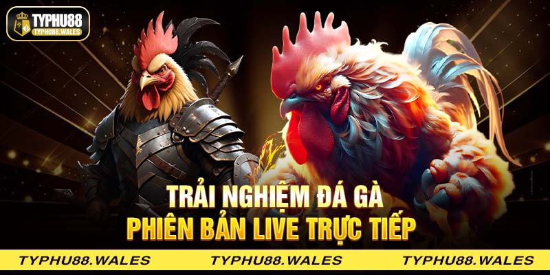 Trải nghiệm đá gà phiên bản live trực tiếp 